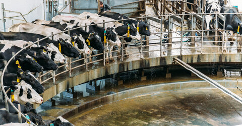 Image showing Milking cows at a dairy farm